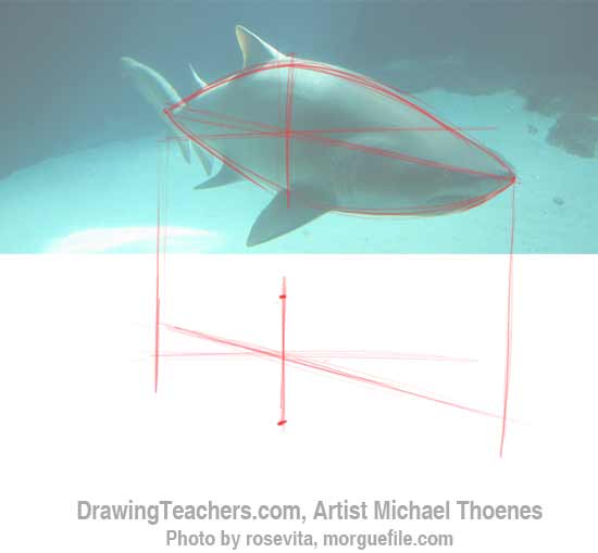 How to Draw a Shark Step 2