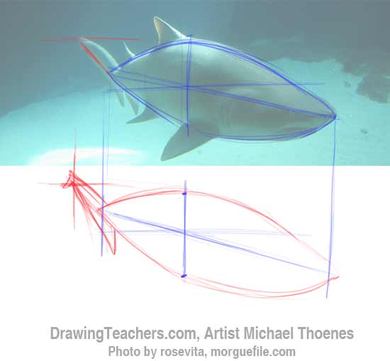 How to Draw a Shark Step 3