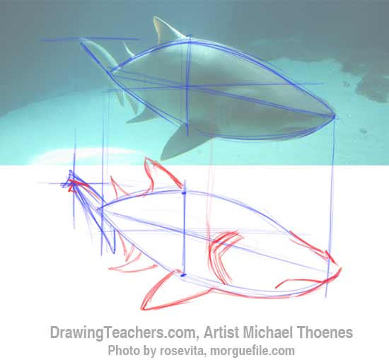 How to Draw a Shark Step 4