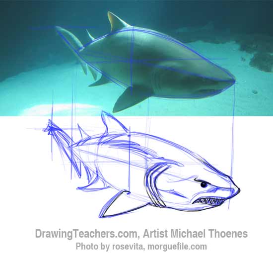 How to Draw a Shark Step 7