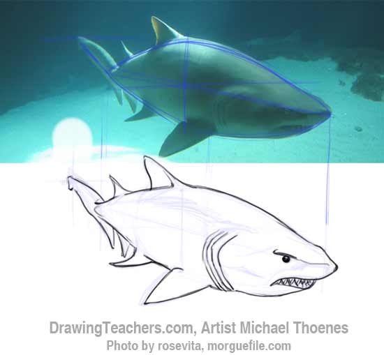 How to Draw a Shark Step 9