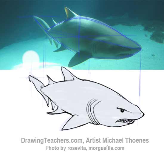How to Draw a Shark Step 10