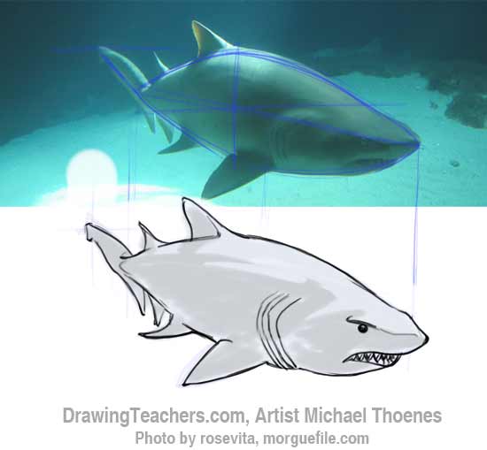 How to Draw a Shark Step 11