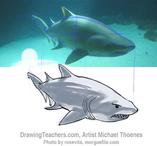 How to Draw a Shark Step 12