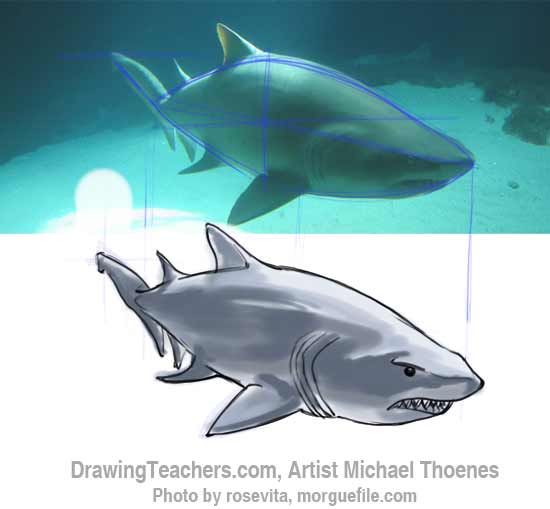 How to Draw a Shark Step 14