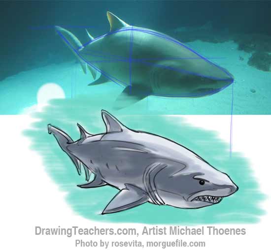 How to Draw a Shark Step 16