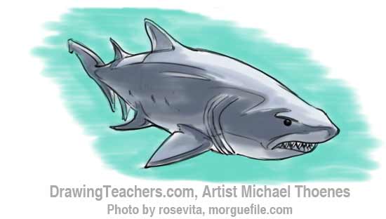 How to Draw a Shark Step 177