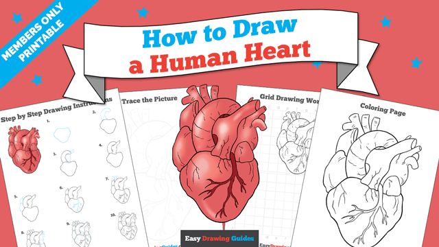 Printables thumbnail: How to draw a Human Heart