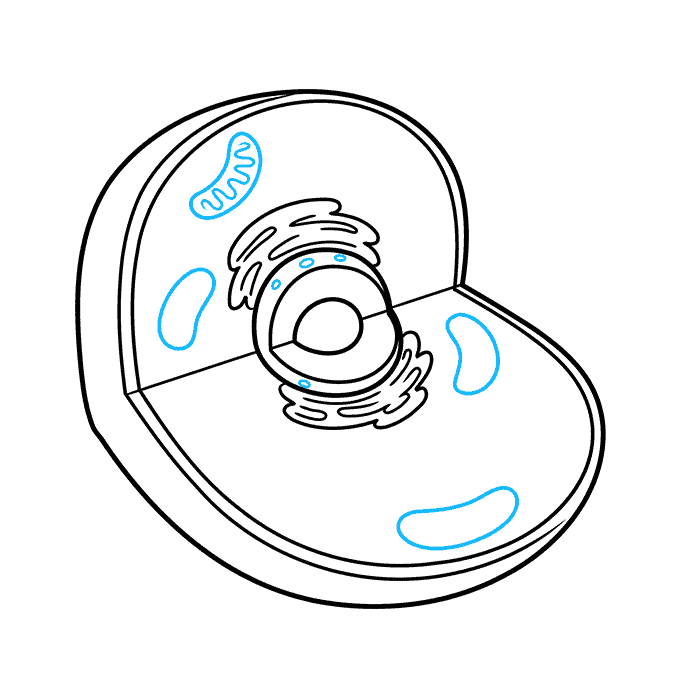 How to Draw an Animal Cell Step 04