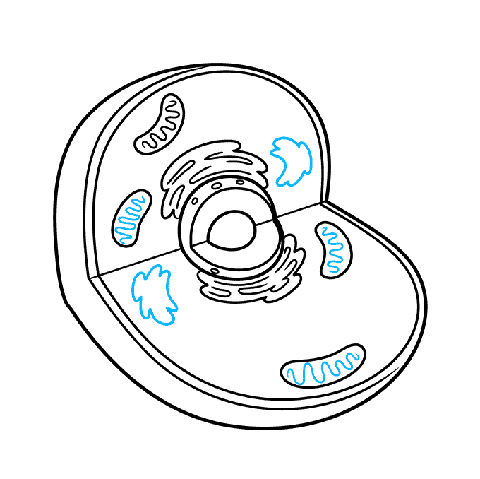 How to Draw an Animal Cell Step 05