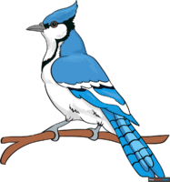 How to Draw a Blue Jay