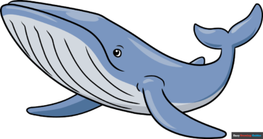 How to Draw a Blue Whale
