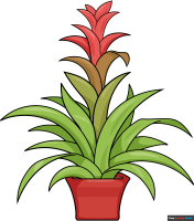 How to Draw a Bromeliad