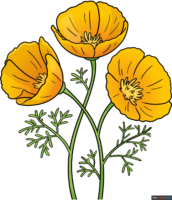 How to Draw a California Poppy