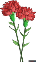 How to Draw a Carnation