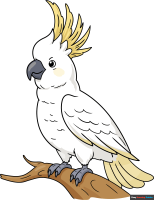How to Draw a Cockatoo