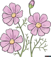 How to Draw a Cosmos Flower