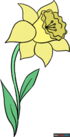 How to Draw a Daffodil