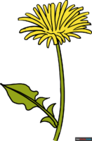How to Draw a Dandelion
