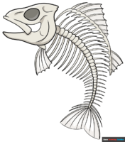 How to Draw a Fish Skeleton