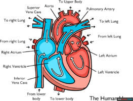 How to Draw a Heart Anatomy Diagram for Kids
