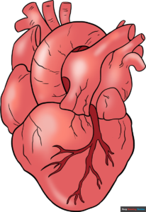 How to Draw a Real Human Heart Featured image