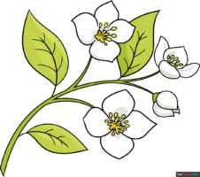 How to Draw a Jasmine Flower