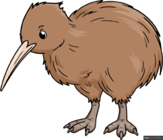How to Draw a Kiwi Bird