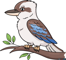 How to Draw a Kookaburra