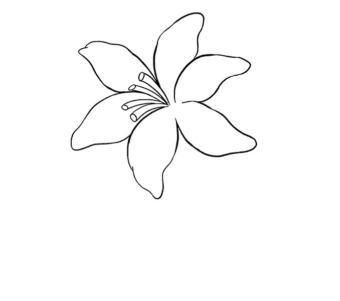 How to draw a Lily Step: 12