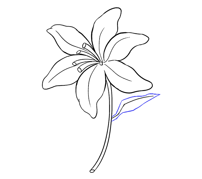 How to draw a Lily Step: 16