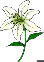 How to Draw a Lily