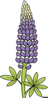 How to Draw a Lupine