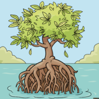 How to Draw a Mangrove Tree