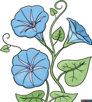 How to Draw a Morning Glory