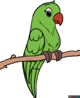 How to Draw a Parrot