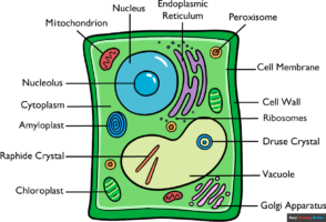 How to Draw a Plant Cell