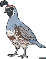 How to Draw a Quail