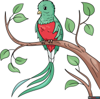 How to Draw a Quetzal