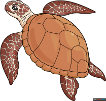 How to Draw a Realistic Sea Turtle