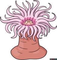 How to Draw a Sea Anemone