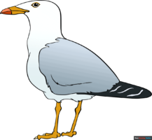 How to Draw a Seagull