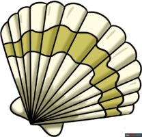 How to Draw a Seashell