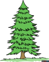 How to Draw a Spruce