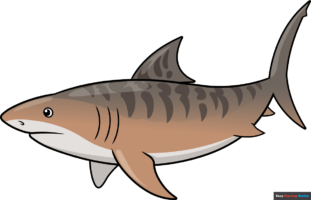 How to Draw a Tiger Shark