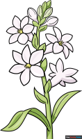 How to Draw a Tuberose