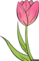 How to Draw a Tulip