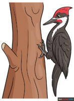 How to Draw a Woodpecker