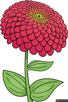 How to Draw a Zinnia