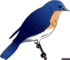 How to Draw an Eastern Bluebird